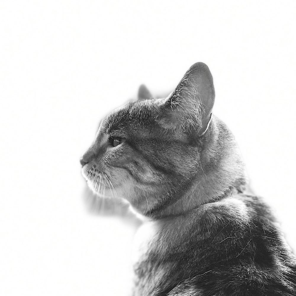 Meet your Posher, Cypress